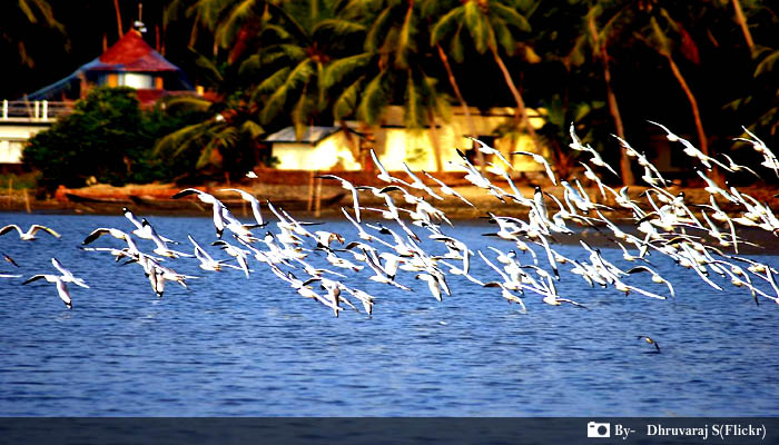 Bird's Sanctuary of Kerala