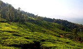 Wayanad