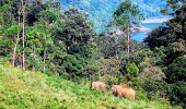 Gavi Kerala