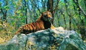 Wildlife in Kerala