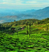 Kerala Hill Stations 5 Days Package
