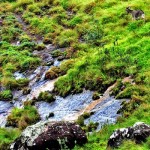 Nigiri Thar at Eravikulam