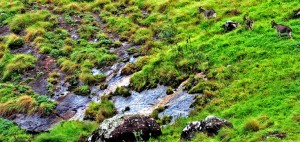 Nigiri Thar at Eravikulam