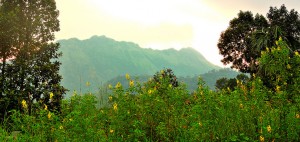 Ponmudi Scenic View