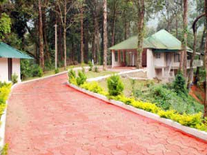 Deep Woods Resort-Pathway