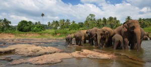 kerala wildlife