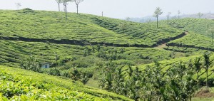 Thekkady Kerala