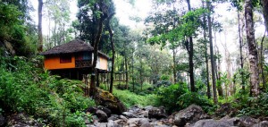 blue ginger resorts, vythiri