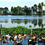 Duck Farming at Kuttanad