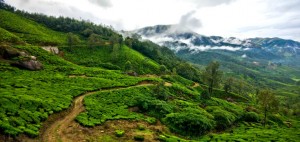 Munnar Hills