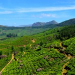 Munnar Plantations