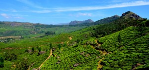 Munnar Plantations