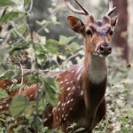 Deer at Parambikulam National Park