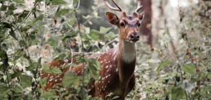 Deer at Parambikulam National Park