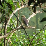 Kumarakom Bird Sanctuary