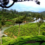 Munnar Tea Gardens