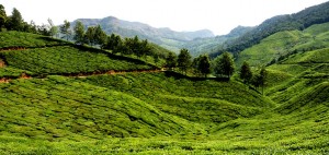 Munnar Tea Plantation