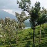 Devikualm Tea Estates