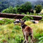 Eravikulam National Park