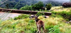 Eravikulam National Park