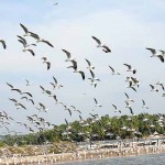 Kadalundi Bird Sanctuary Near Kottakkal