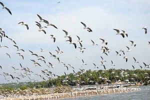 Kadalundi Bird Sanctuary Near Kottakkal