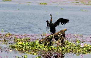 Kumarakom Bird Sanctuary Kerala