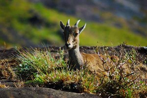 Nigiri tahr in Eravikulam National Park