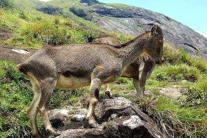Niligiri Tahr at Hills of Idukki