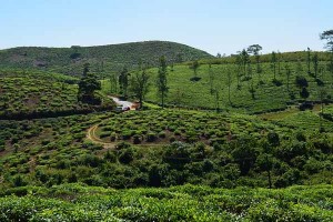 Peermade Plantations Kerala